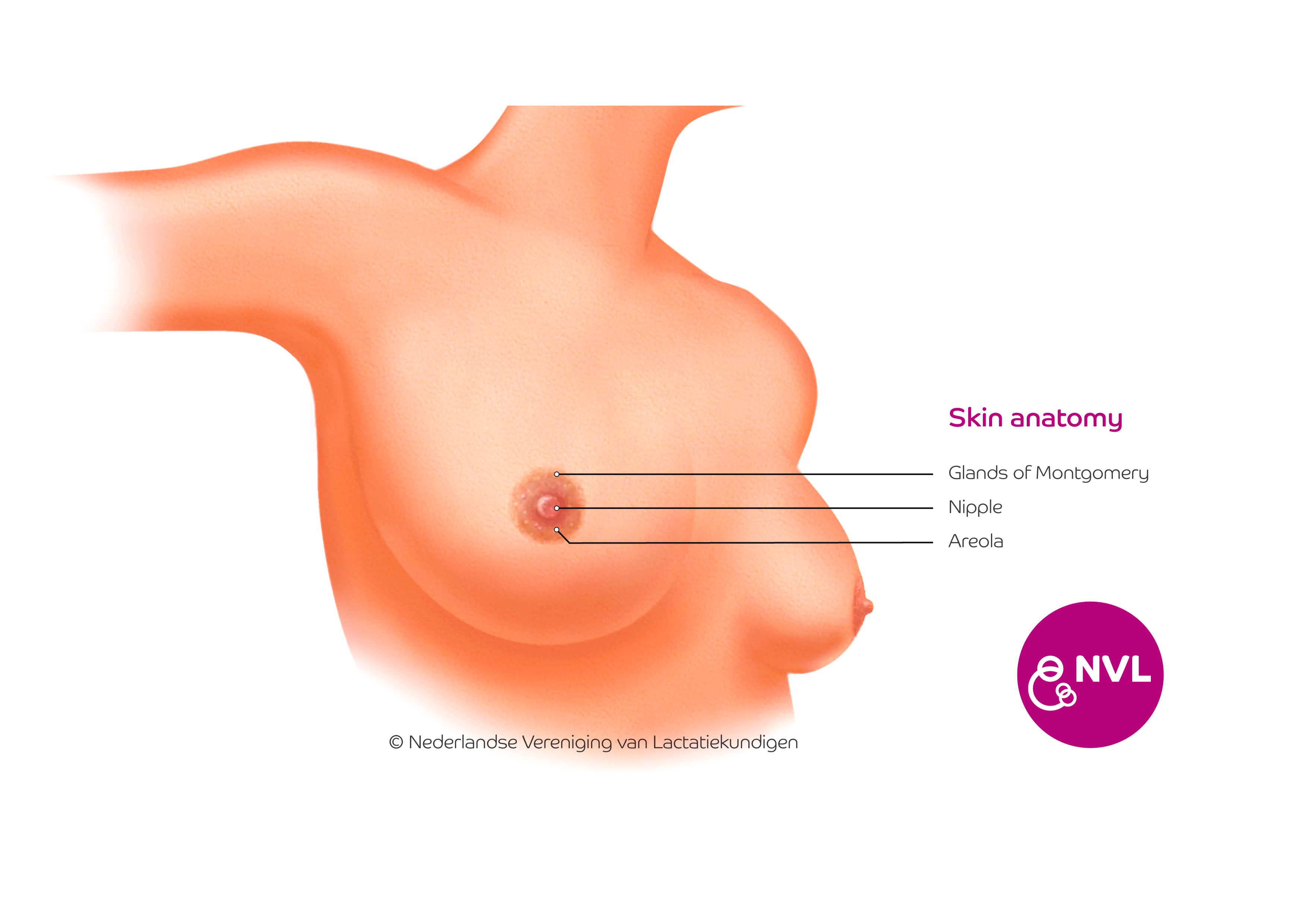 Anatomy breast skin | NVL