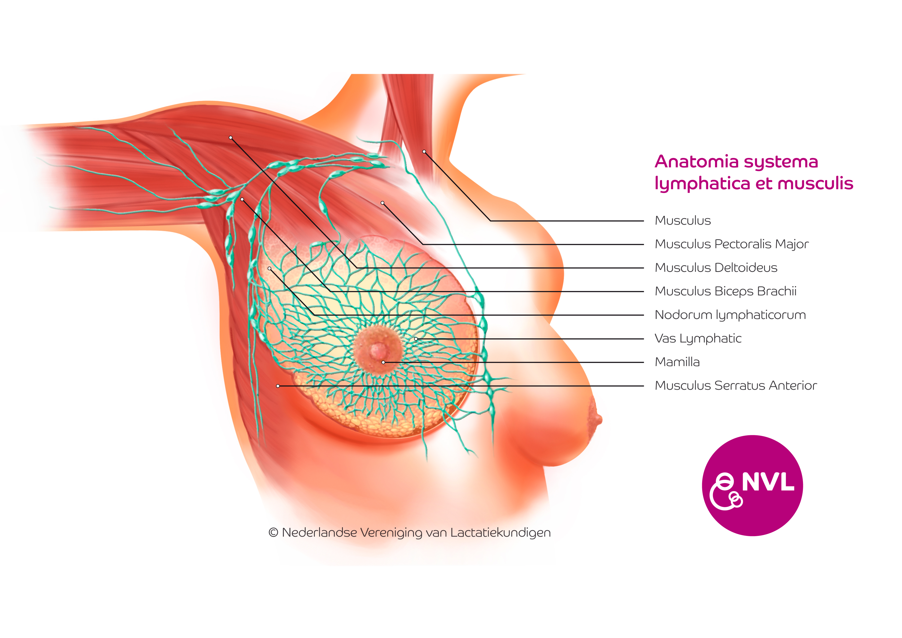Anatomia systema lymphatica et musculis | NVL