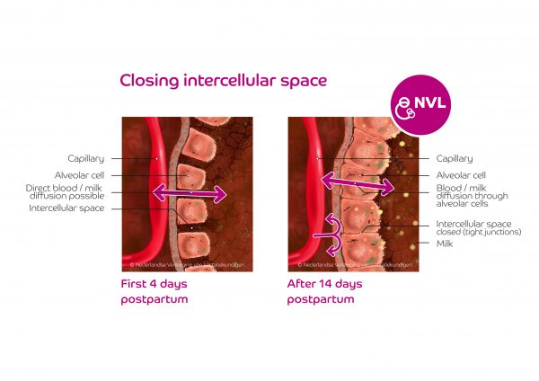 Closing intercellulair space breasttissue | NVL