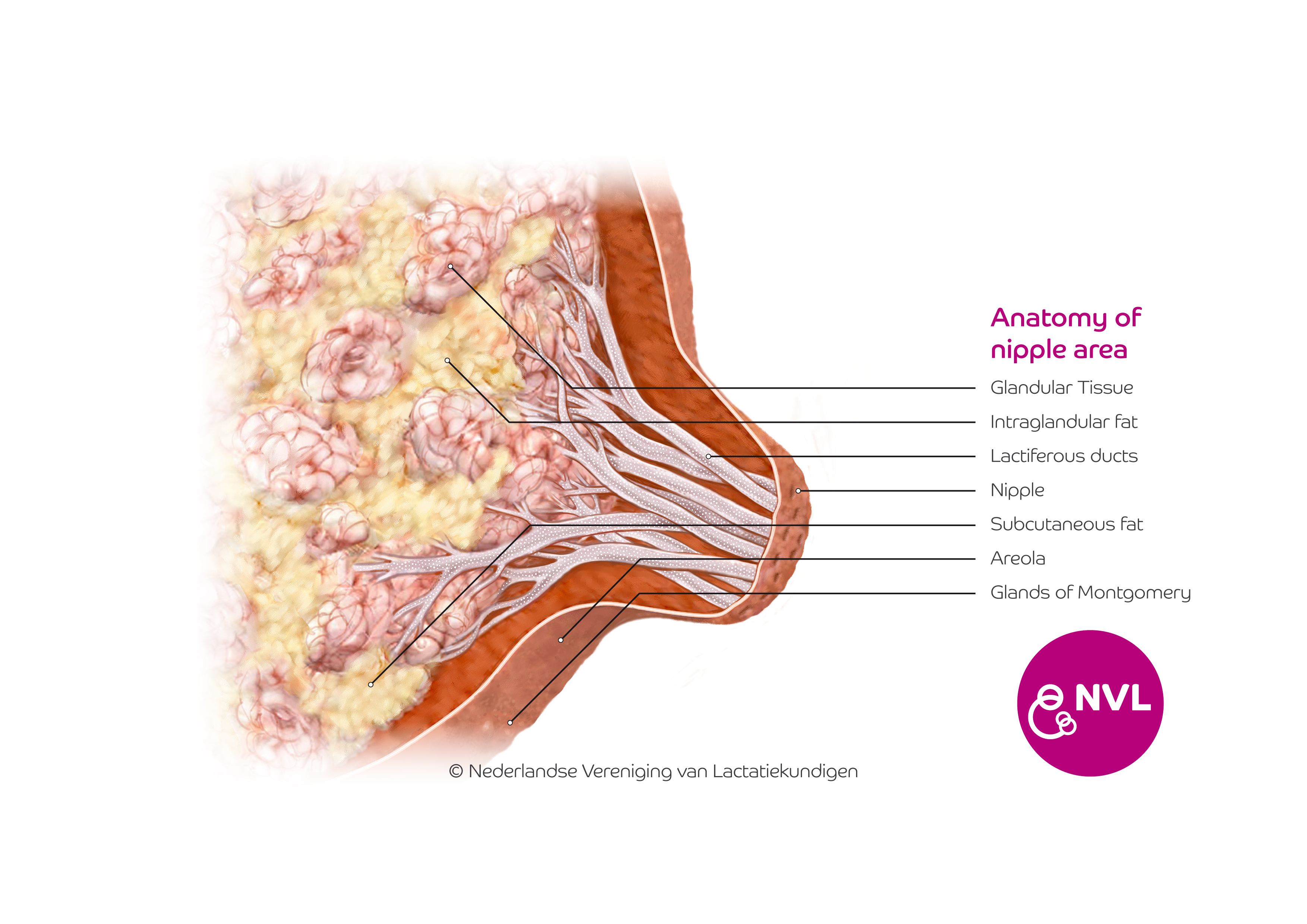 Anatomy of nipple area | NVL